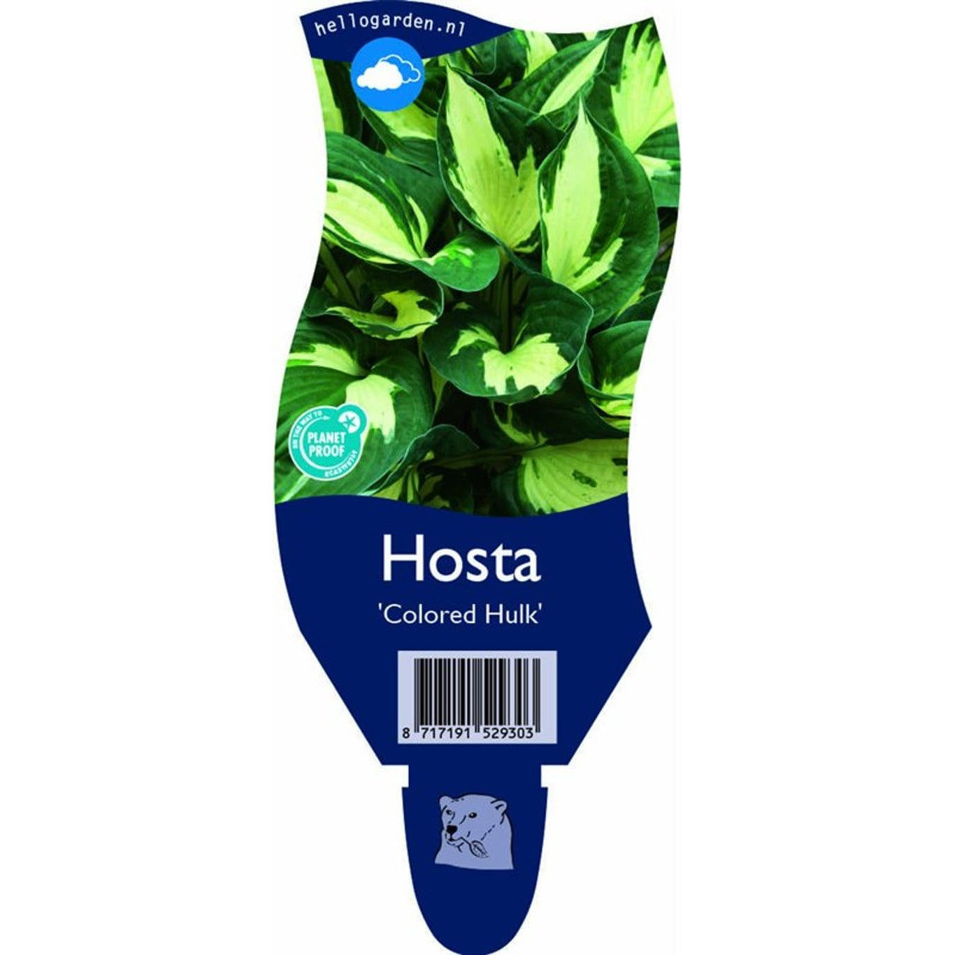 Funkia – Hosta 'Colored Hulk' - P11